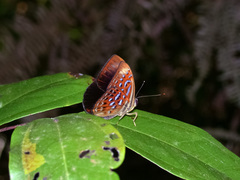 Taxila haquinus