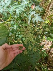 Myrrhidendron