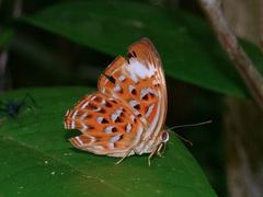 Taxila haquinus