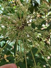 Myrrhidendron
