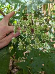 Myrrhidendron