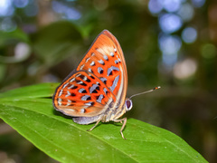 Taxila haquinus