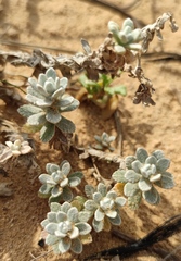 Achillea maritima maritima