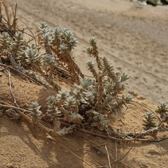Achillea maritima maritima