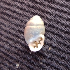 Euchondrus sulcidens