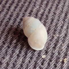 Euchondrus sulcidens