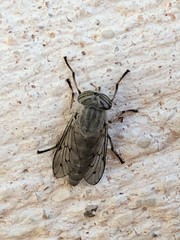 Stenotabanus