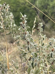 Barleria heterotricha