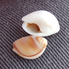 Nassarius circumcinctus