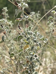 Barleria heterotricha