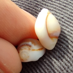 Nassarius circumcinctus