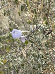 Barleria heterotricha