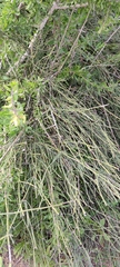 Ephedra aphylla