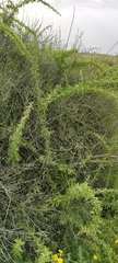 Ephedra aphylla