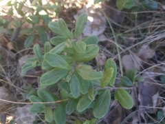 Vaccinium vitis-idaea