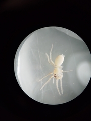 Araneae