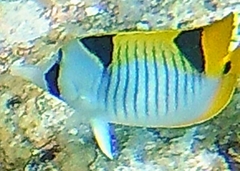 Chaetodon falcula