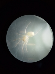 Araneae