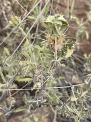 Blepharis diversispina