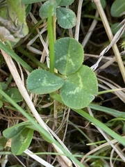 Trifolium repens