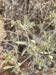 Blepharis diversispina