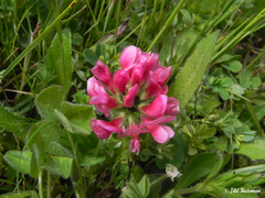 Trifolium polymorphum