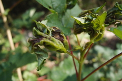 Dasineura irregularis