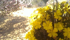 Hibbertia eatoniae