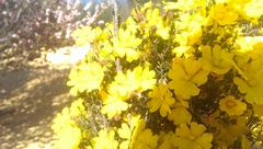 Hibbertia eatoniae