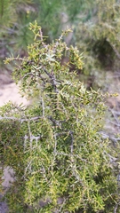 Juniperus navicularis
