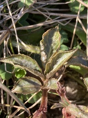 Sambucus nigra