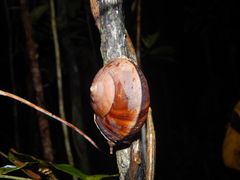Dyakia