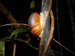 Dyakia