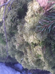 Hylocomium splendens