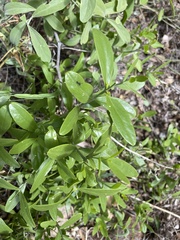 Salvadora australis