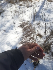 Phragmites australis