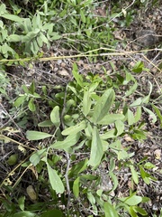 Salvadora australis