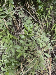 Salvadora australis