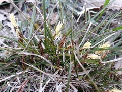 Carex humilis