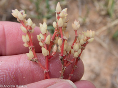 Portulaca hereroensis