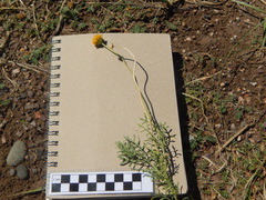 Gaillardia megapotamica