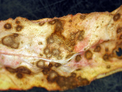 Septoria polygonorum