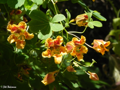 Tropaeolum ciliatum