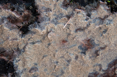 Phlebia mellea