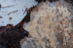 Phlebia mellea