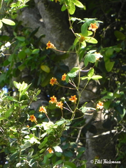 Tropaeolum ciliatum