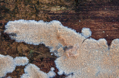 Phlebia mellea