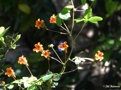 Tropaeolum ciliatum
