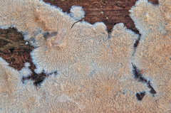 Phlebia mellea