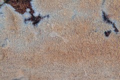 Phlebia mellea